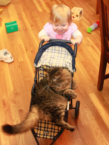 mibu in stroller