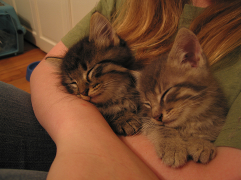kitties