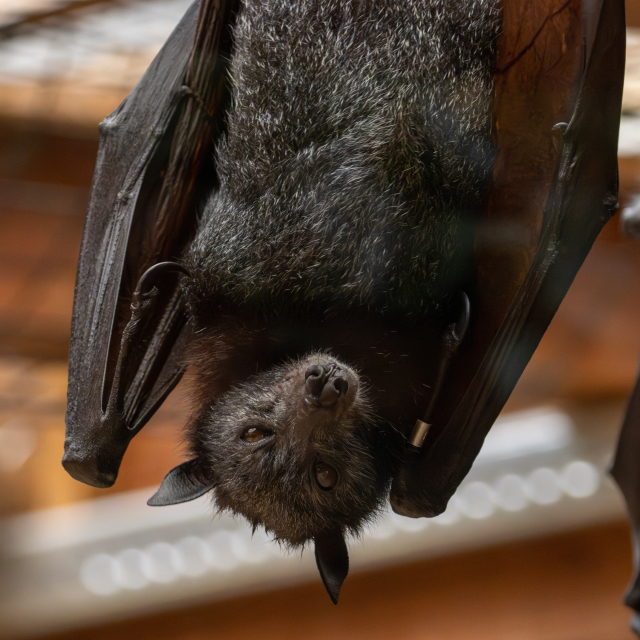 flying fox portrait